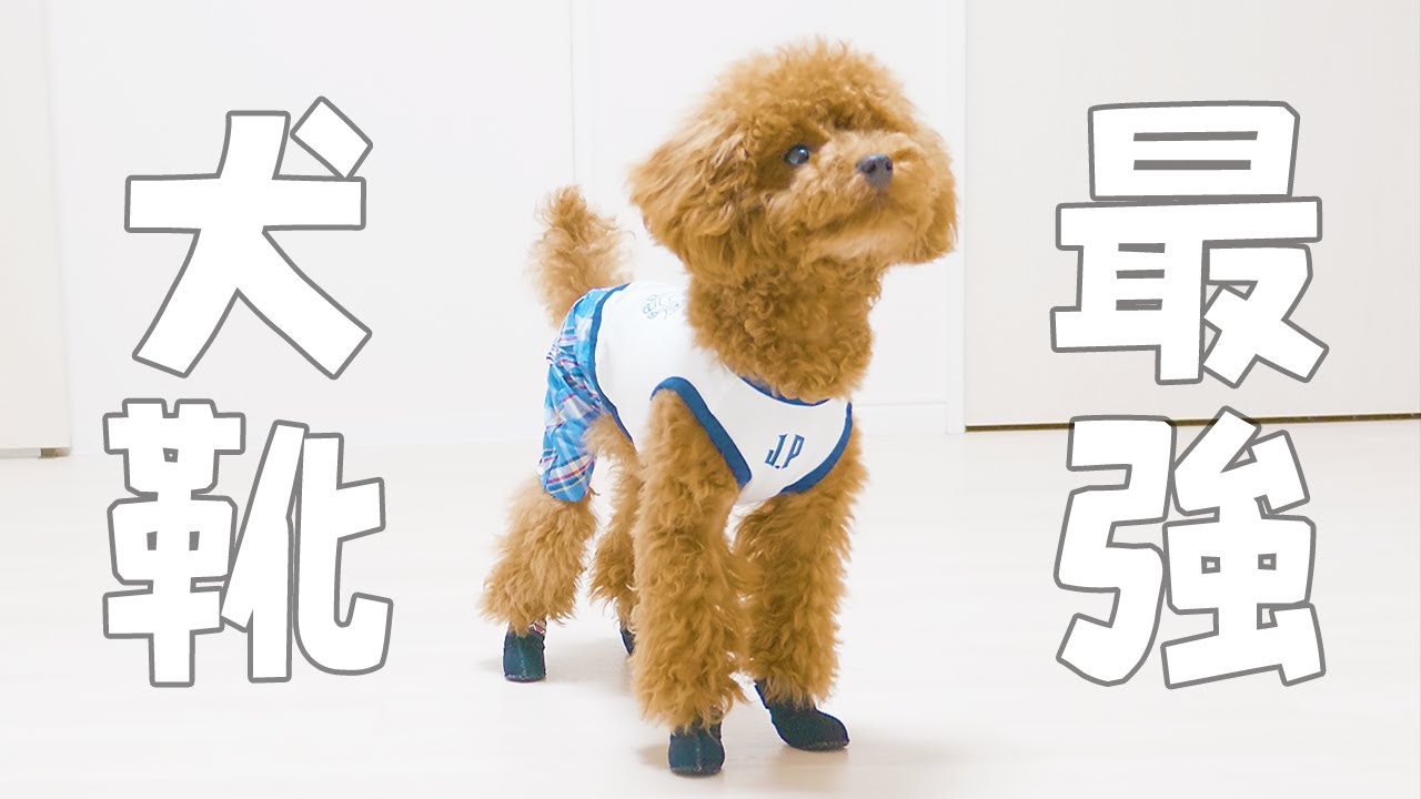 最強の犬靴を発見！フリーズしていた子犬が飛び跳ねた！【トイプードル】