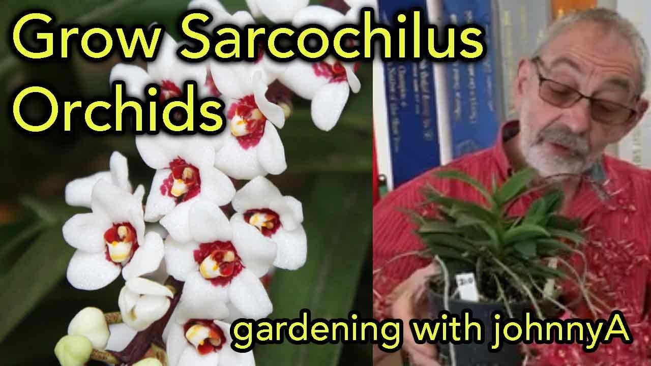How To Grow Repot and Divide Sarcochilus Orchids - Clive Halls Mt Beenak Orchids