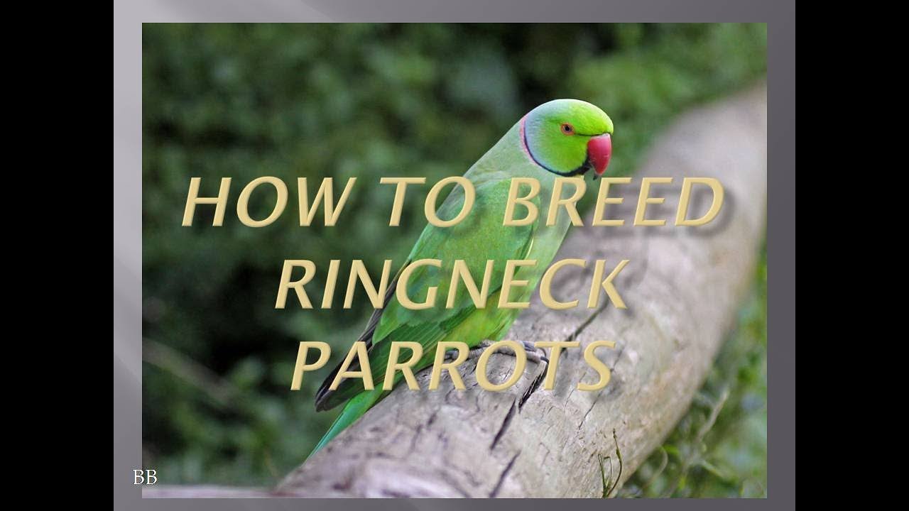 HOW TO BREED RINGNECKS PARROTS IN 7 STEPS