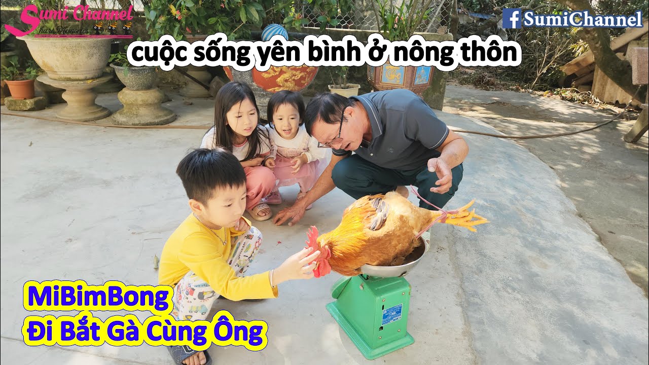 Bé Sumi Về Quê Đi Bắt Gà Cùng Ông Nội   Lần Đầu MiBimBong Được Đi Bắt Gà, Cuộc Sống Nông Thôn Yên Bì