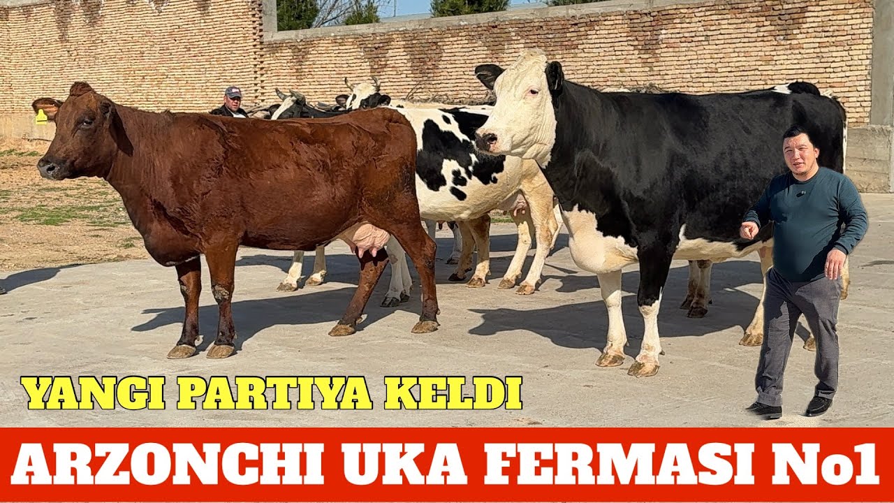 ARZONCHI UKA FERMASI 50 LITR SUTGA DAXSHATLARI KELDI MASHAOLLOH
