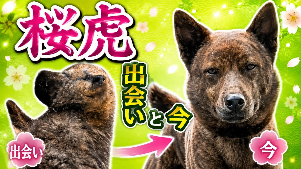 巨摩狼系直系  甲斐犬『桜虎-おうが-』紹介ムービー#日本犬#甲斐犬#赤虎#日本犬保存会#kaidog#Japanesedog