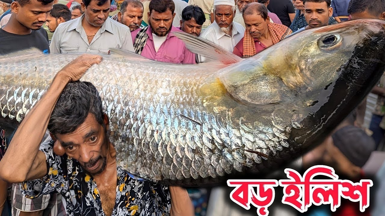 এই রমজানে সেরা সস্তায় ইলিশ ও আইড় মাছ!না কিনলেই মিস করবেন। Maghula ghat Fishmarkat video. 