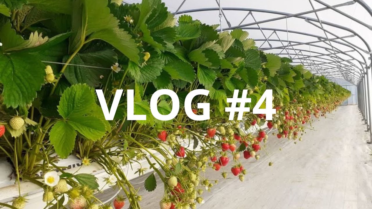 VLOG Australie #4 🧑‍🌾