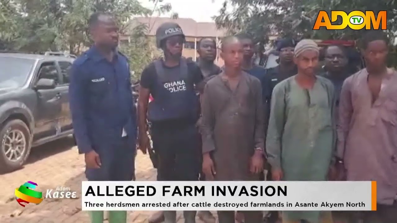 Alleged Farm Invasion:Three herdsmen arrested after cattle destroyed farmlands in Asante Akyem North