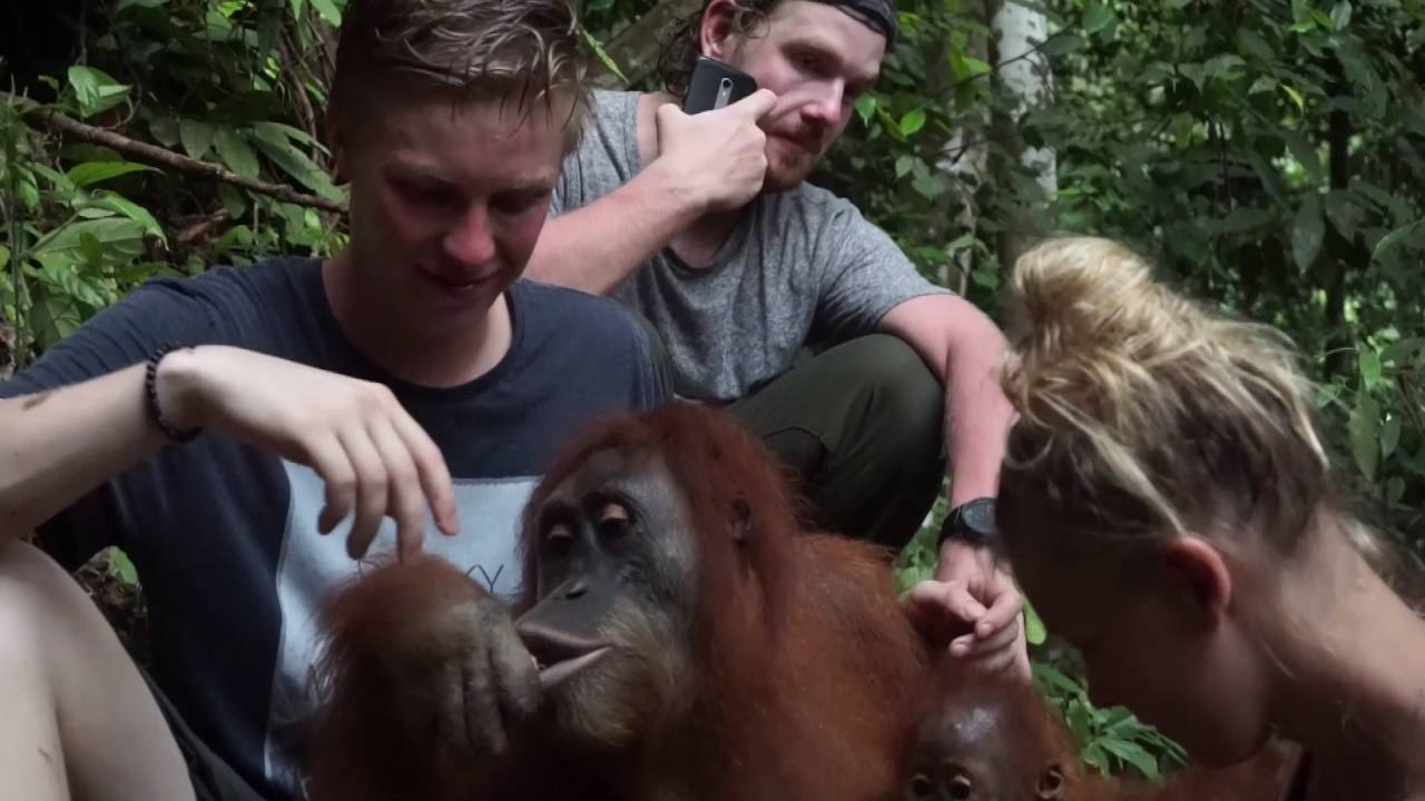 North Sumatra jungle trekking