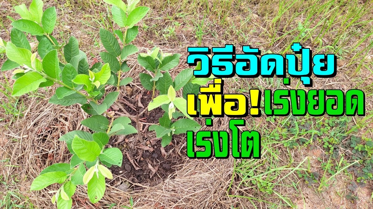 Fertilize to accelerate growth! The Kimju guava's branches and leaves are dense and the tree grow...