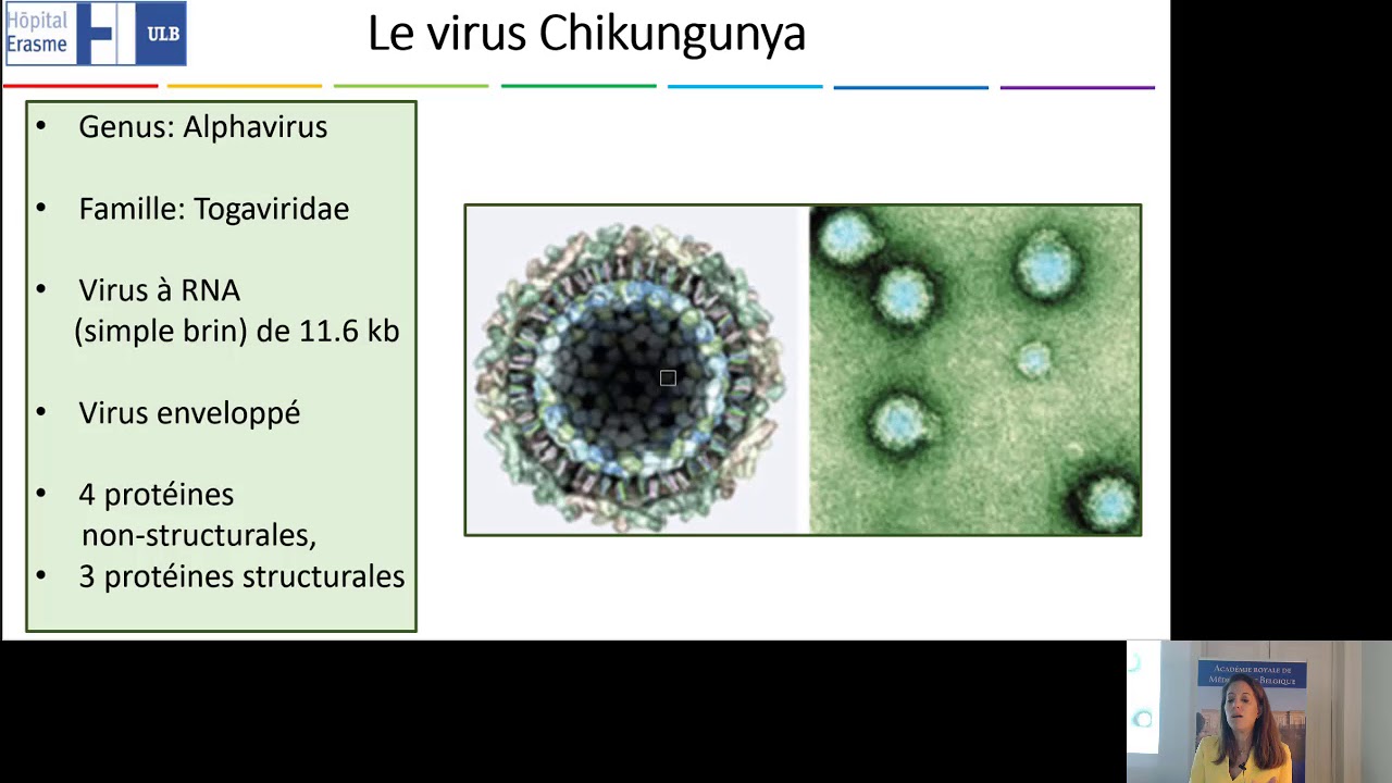 Maya HITES : les virus de la Dengue et du Chikungunya. Recommandations aux voyageurs