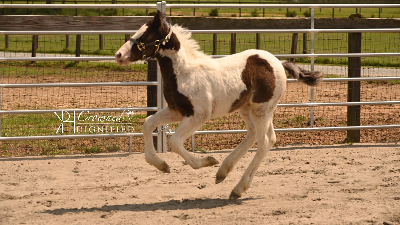 Ser Criston Cole | Gypsy x Quarter Horse
