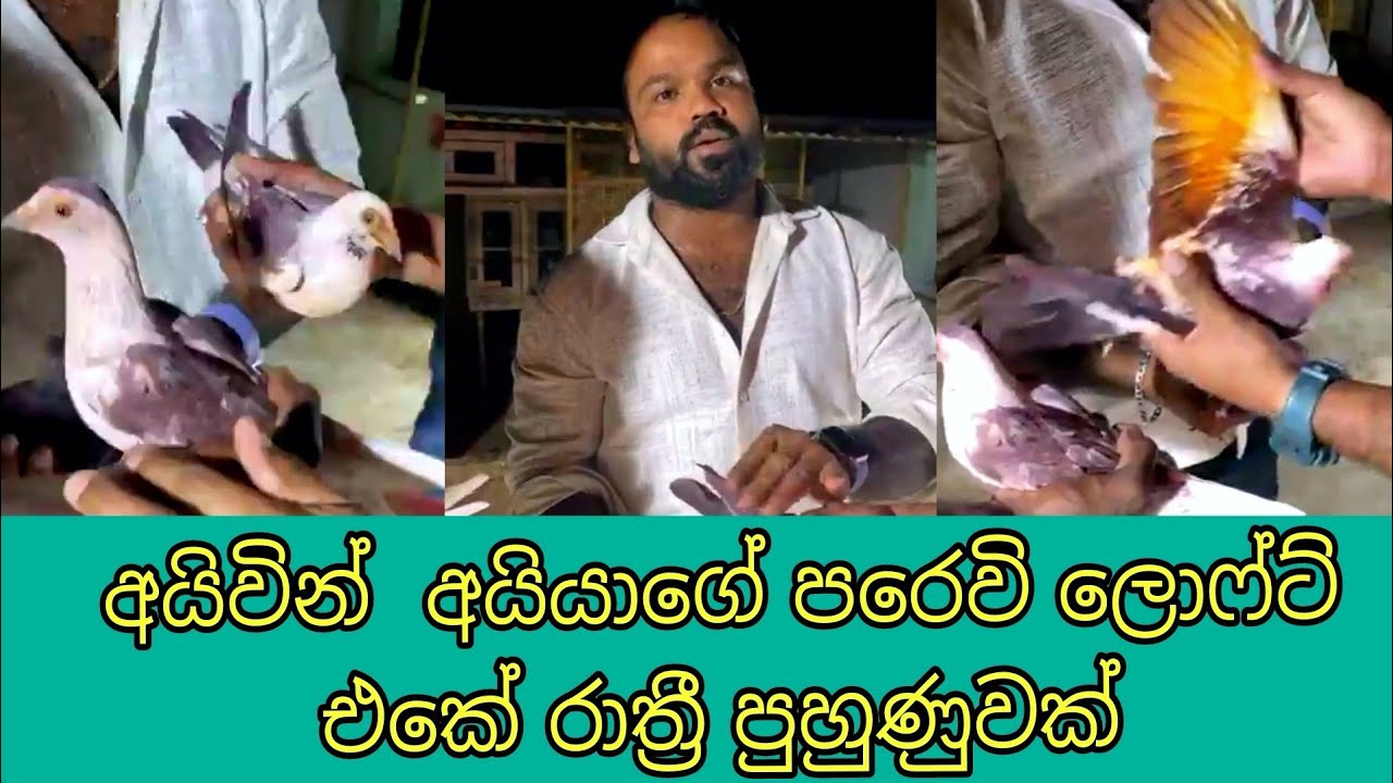 අස්කින් අයියගෙ නාගර්කෝයිල් ගමන 🇮🇳🕊️.Brother Ivan's Pigeons Night Training  pigeon loft in Nagercoil