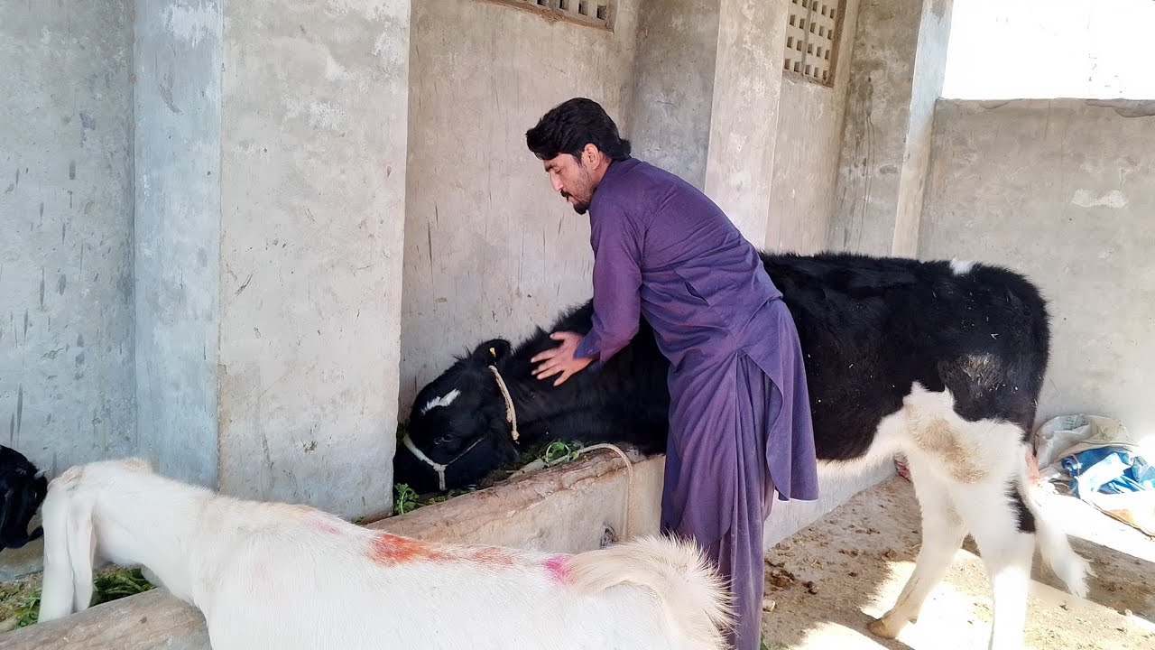 Animals lover ❤️❤️❤️❤️. Desi wildlife 