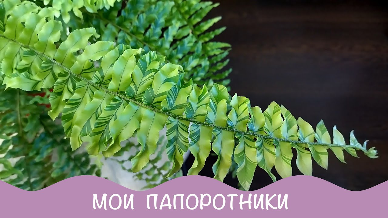 Папоротники у меня дома.  Обзор сентябрь 2021.