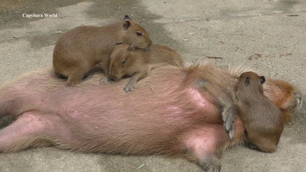 Little Capybaras Are So Cute かわいい赤ちゃんカピバラ遊びとシロップカピバラに寄り添う