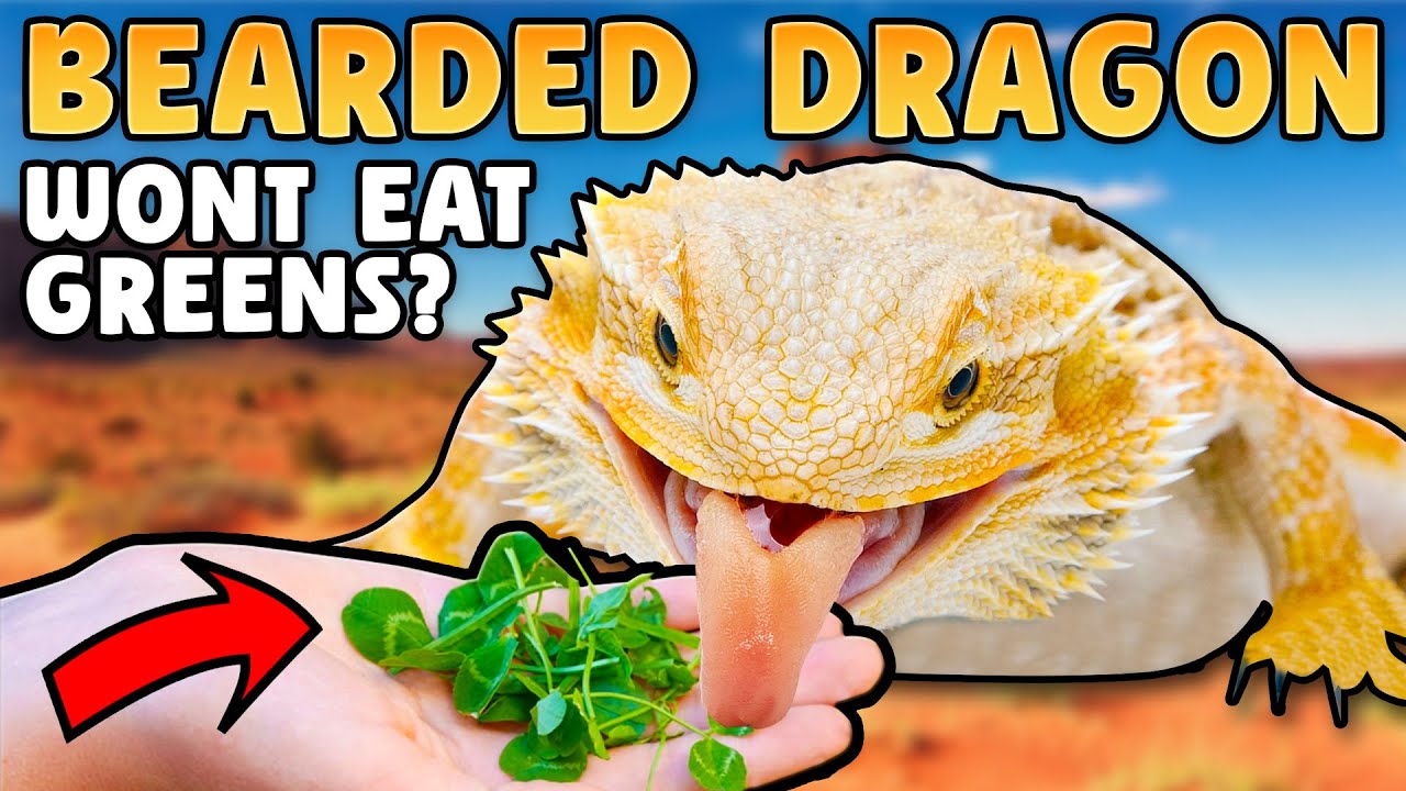 Как заставить мою бородатую агаму есть салат?