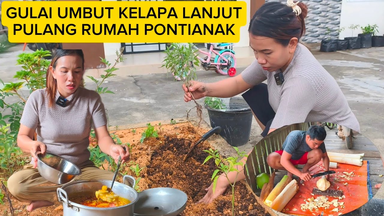 GULAI UMBUT KELAPA LANJUT TANAM KIM KUK FAN / ATAUPUN SEJENIS DAUN KEMANGI