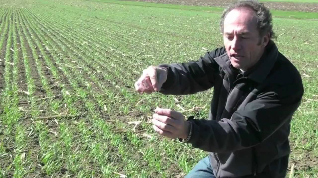 Школа пшеницы: оценка глубины посадки – Питер Джонсон