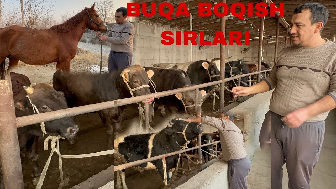 BUQA BOQISH SIRLARI SHVES BUQALAR QANDAY USLUBDA BOQILYAPTI IDEAL KORM YEMLARI BILAN 