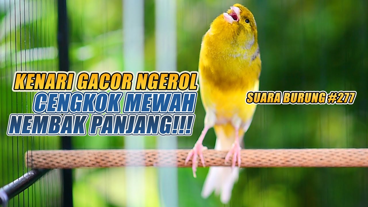 SUARA BURUNG |277| Kenari GACOR PANJANG INI Cocok untuk Masteran KENARI PAUD dan Kenari Macet BUNYI