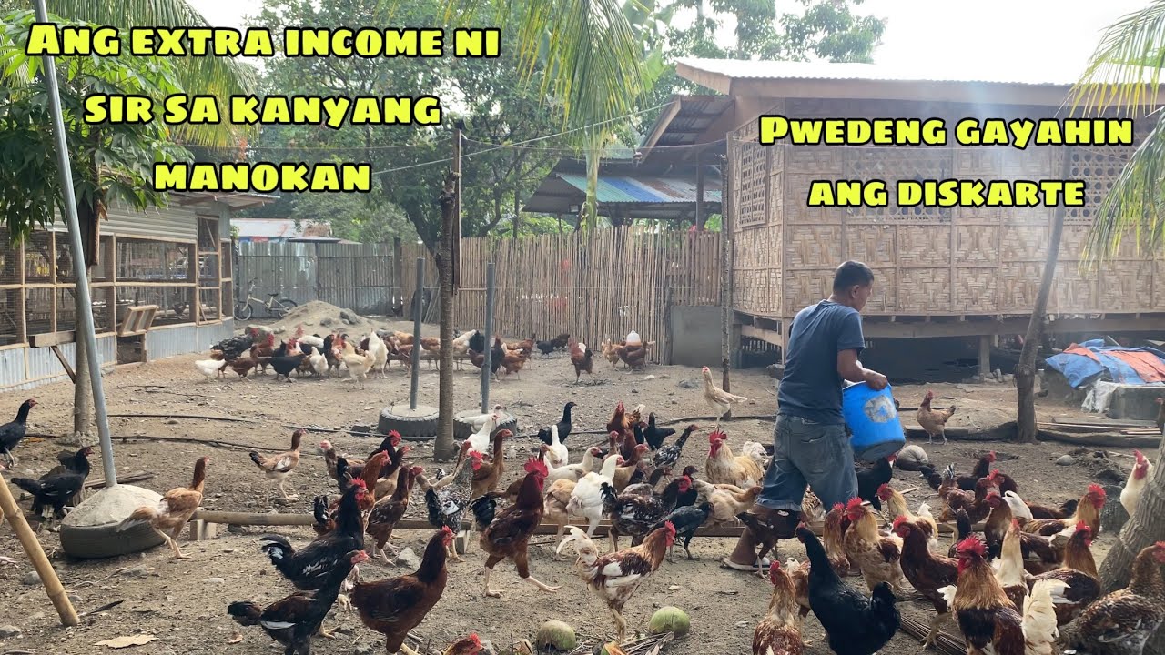 MGA EXTRANG INCOME NI SIR SA KANYANG MANOKAN SA DIGOS CITY | TIPID TIPS SA KANYANG PATUKA