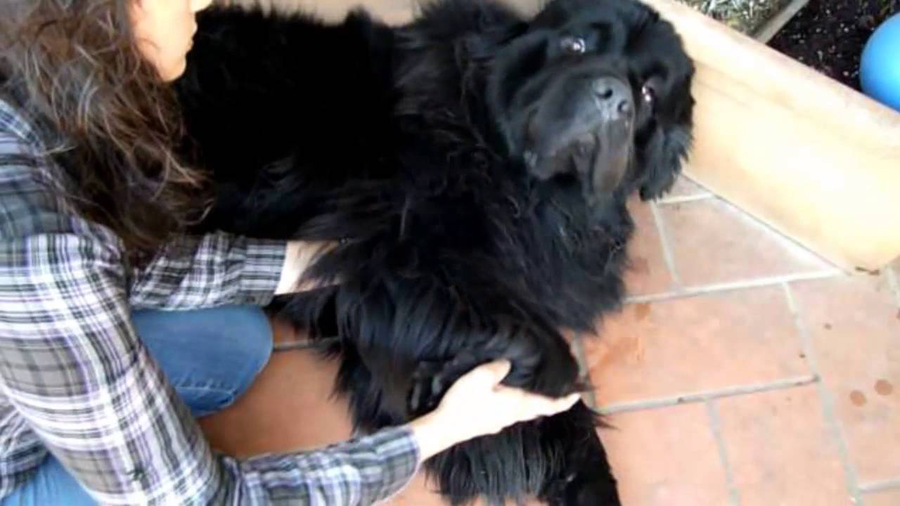 Web, cane Terranova con OCD di gomito