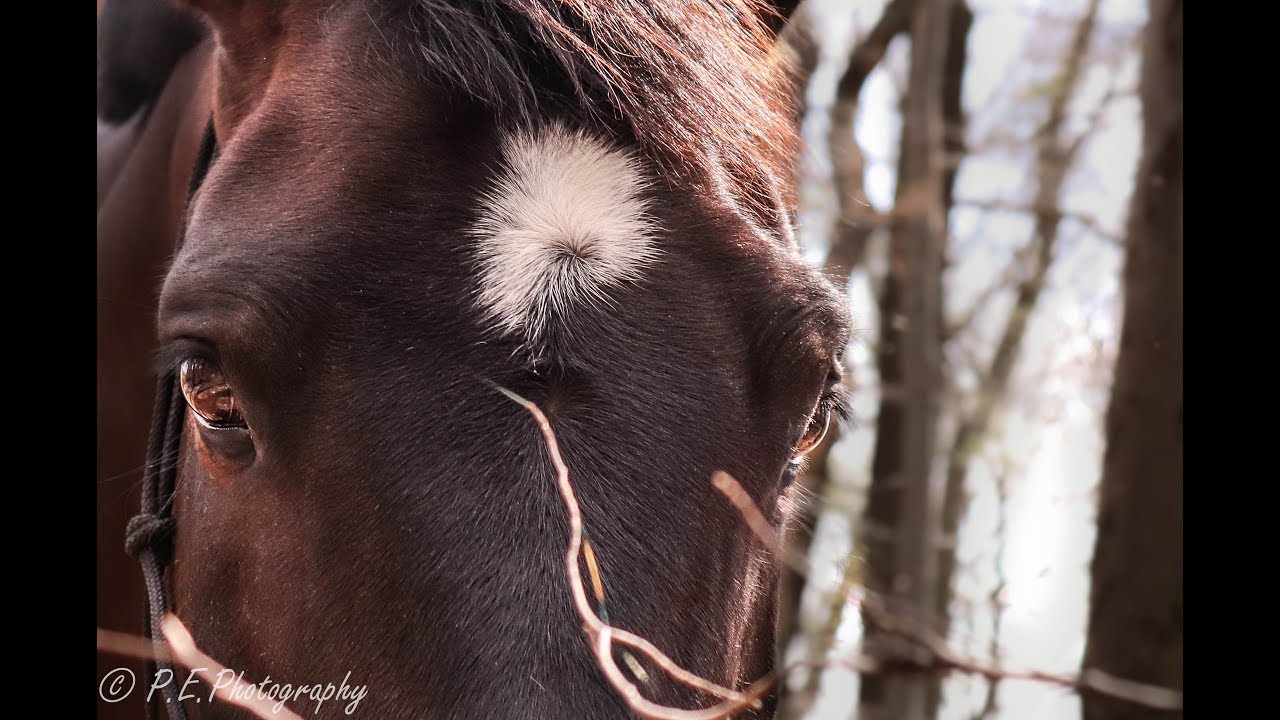 Fridolyin | Übungen | Meine 5 #´s beim Reiten | er steigt - falle ich runter?