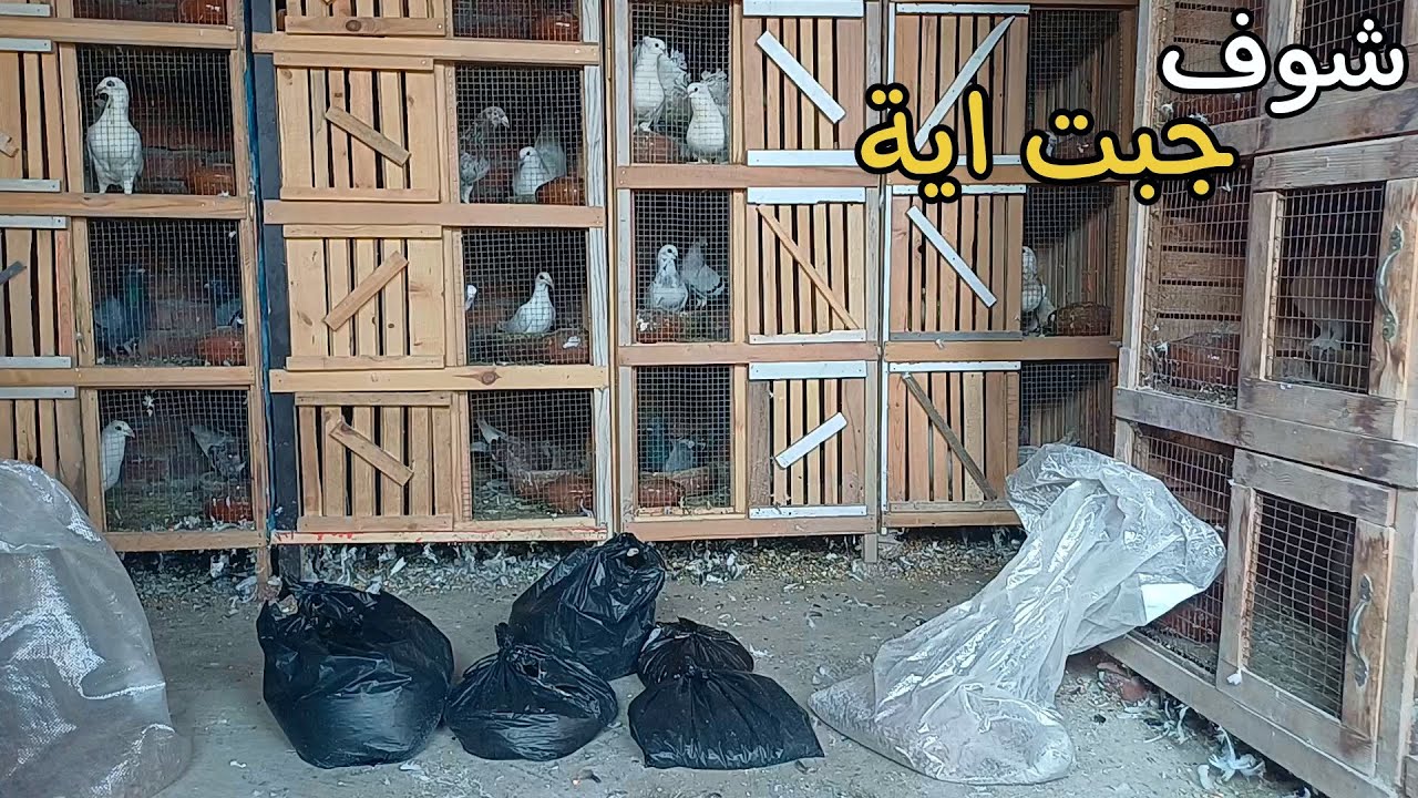 شوف جبت ايه للحمام 😯 متابعه السلاكة والزغاليل
