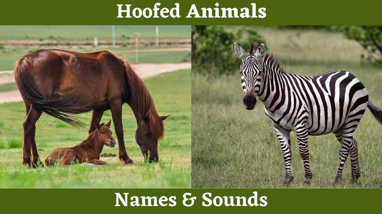 Hoofed Animals Names and Sounds for Children to Learn, Learning English 2021 2022