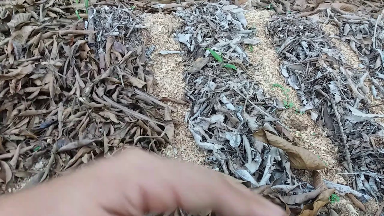 Layout de canteiro de SAF para Produzir em Abundância