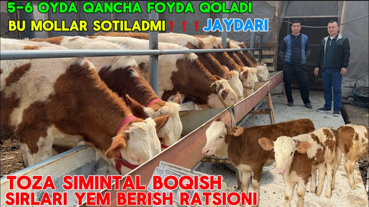 SIMINTA 7-OYDA QANCHA DAROMAT-SIMINTAL BOQISH SIRLARI 