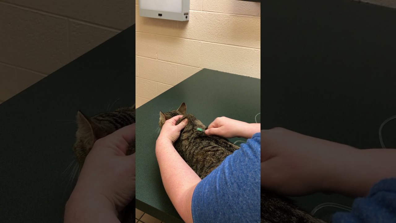 How to give subcutaneious fluids to a cat