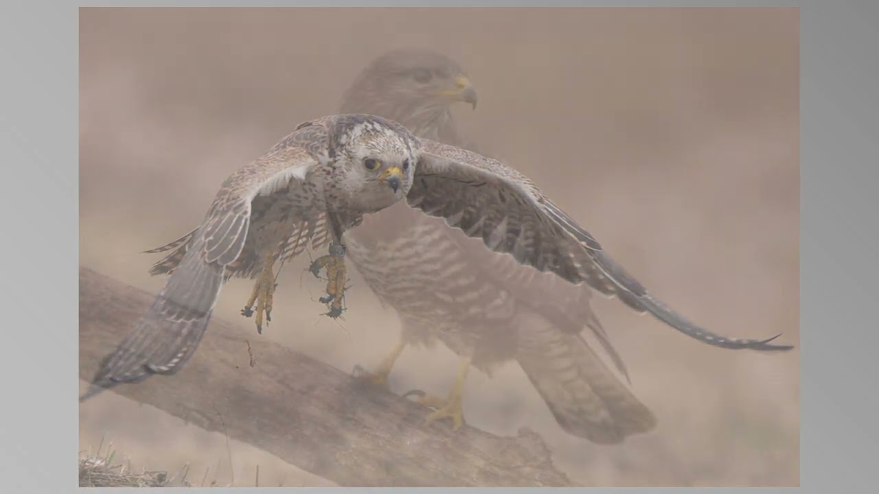 Seeadler Hortobagy Ungarn