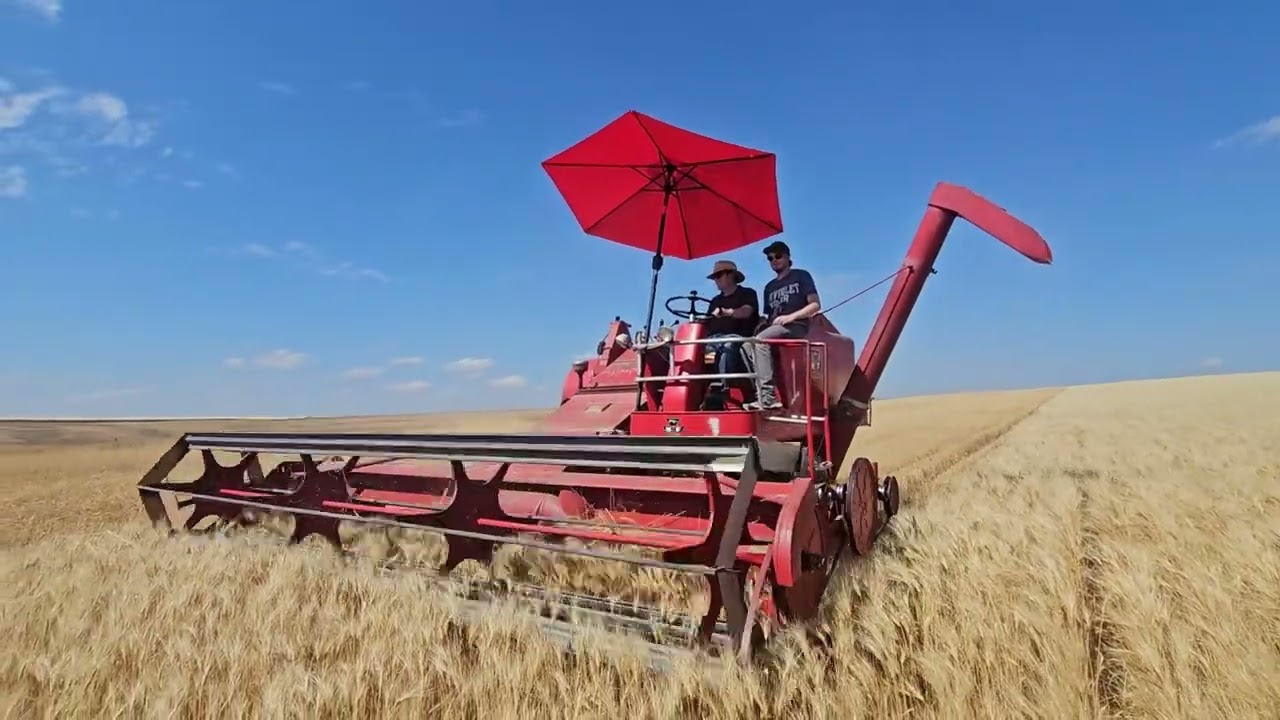 Wheat Harvest 2024