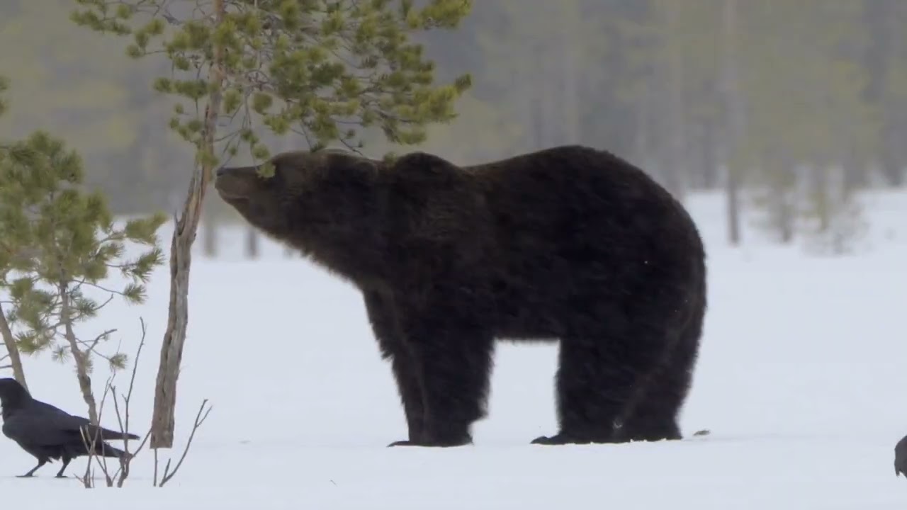 B.5 Three Bears in Wapusk