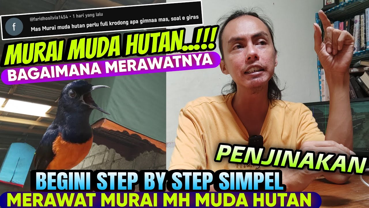 SIMPEL KOK BRO, Pasti Paham ‼️ DETAIL CARA MERAWAT & MENJINAKKAN MURAI BATU MUDA HUTAN