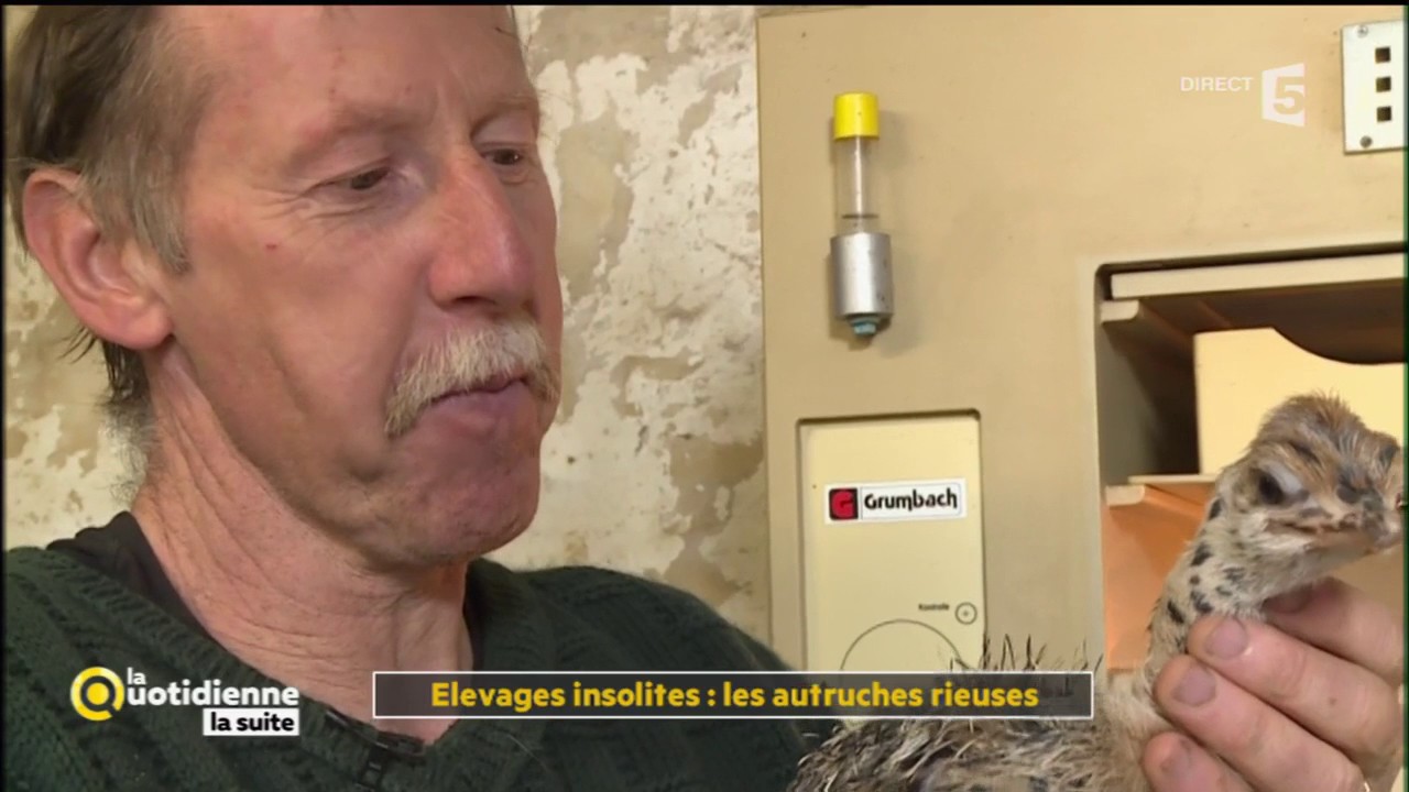 Elevages insolites : les autruches rieuses - La Quotidienne la suite