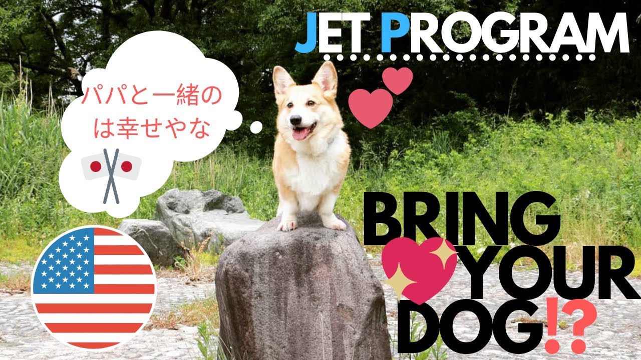 Bringing Dogs to Japan - JET Program (Kaga, Ishikawa)