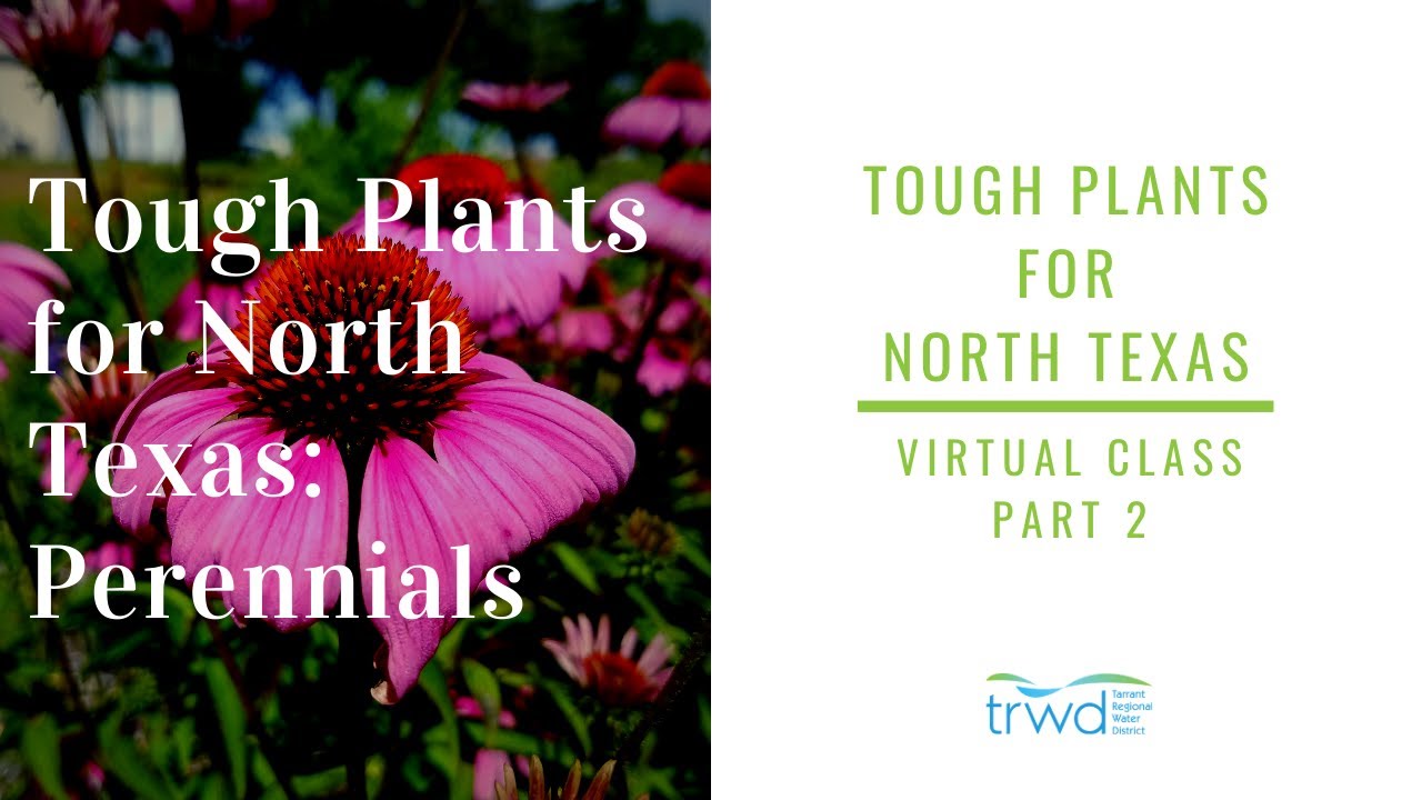 Tough Plants for North Texas Part 2: Perennials