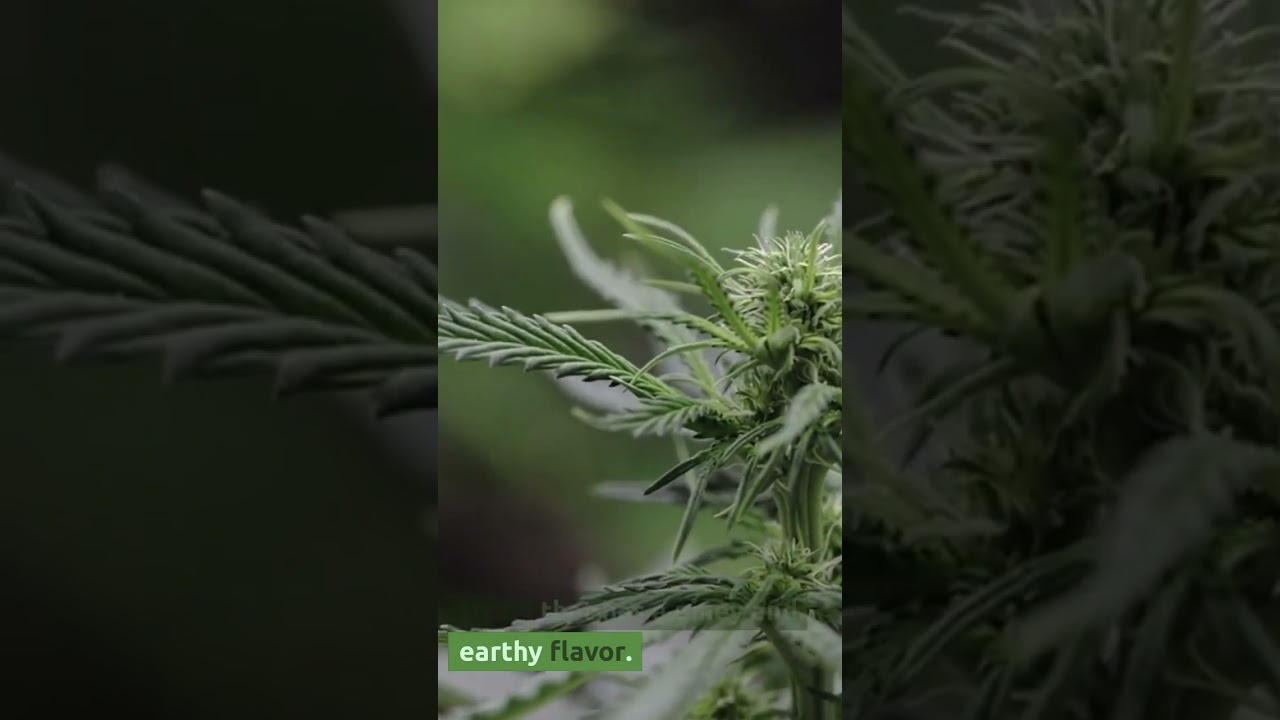 TOP 5 WEED STRAINS IN EU