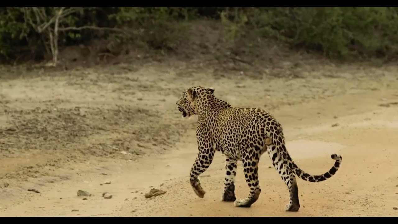 Uga Chena Huts, Luxury Hotels, Near Yala National Park, Sri Lanka