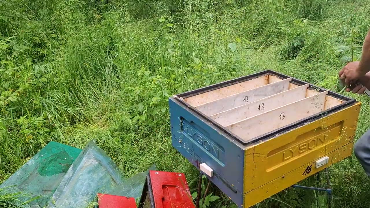 03.06.2025 Nasiedlanie ulik&oacute;w weselnych. Poddawanie matek pszczelich.