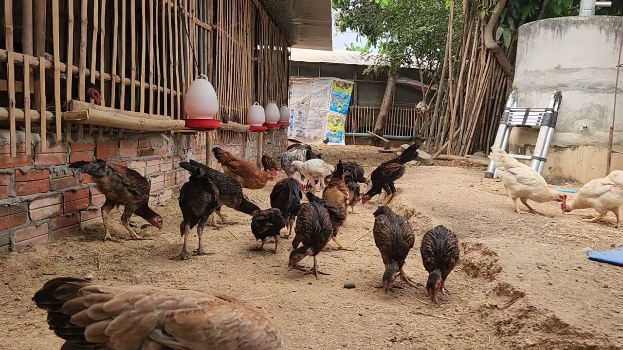 “Tips to Keep Your Backyard Chickens Healthy 💛 #FarmTips”