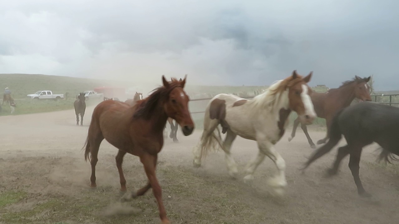 Sombrero Herd coming home May 7 2017