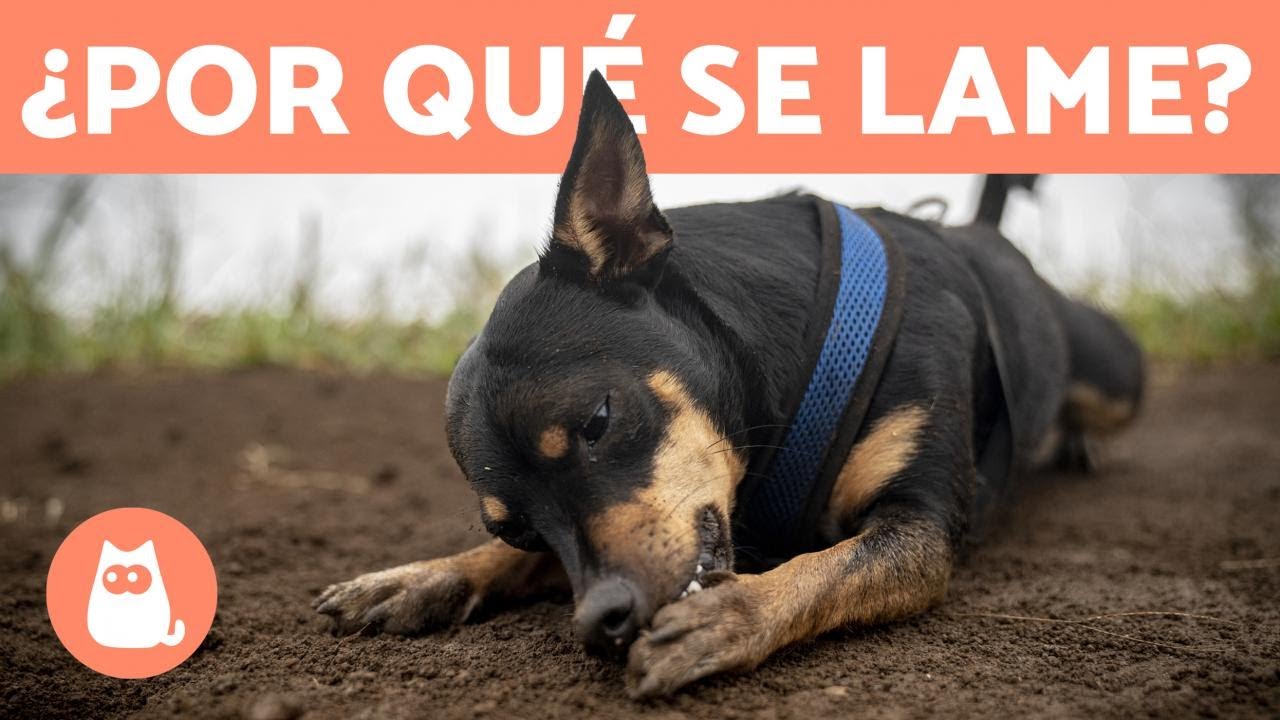 Mi PERRO se LAME mucho las PATAS 🐶👅 (Por qu&eacute; y Qu&eacute; hacer)