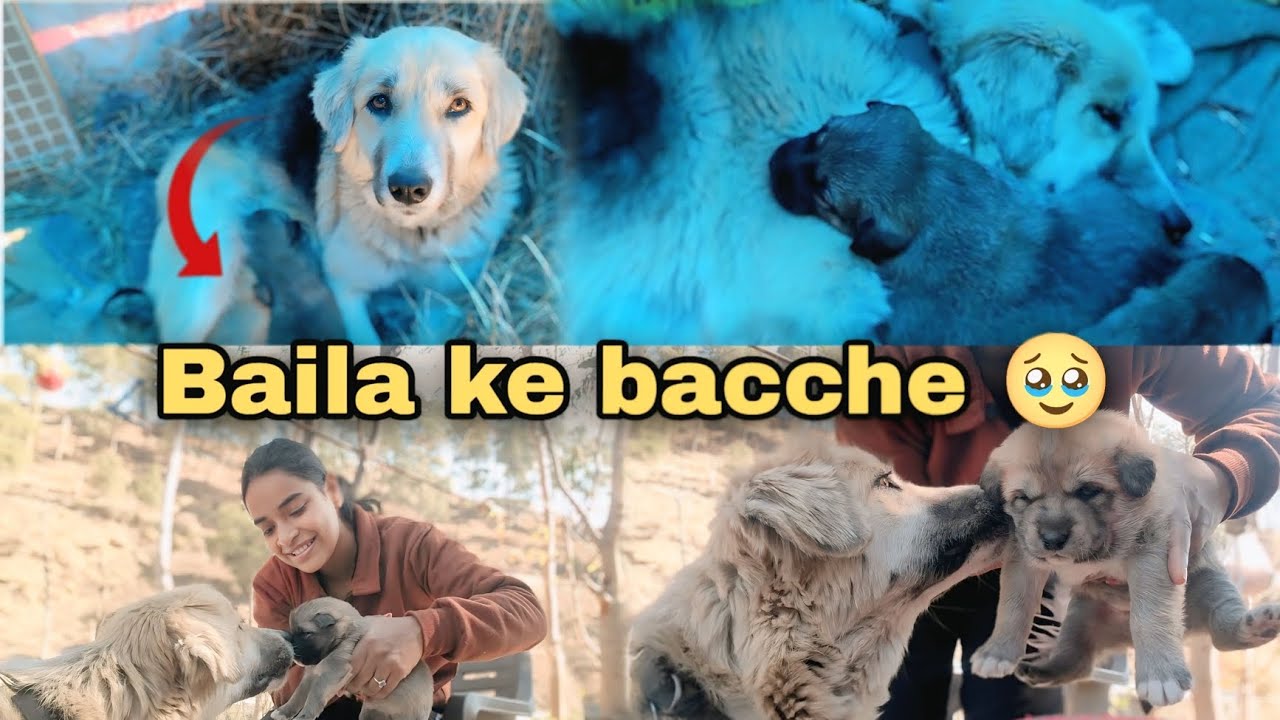 Aaj Pehli Baar Female Dog Ke New Born Puppies Dikhaaye 😍🐾 | Emotional Vlog