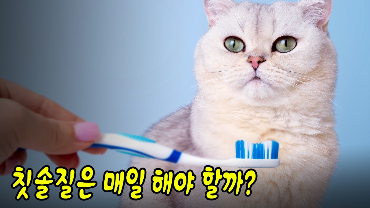 고양이 치아 흡수병변, 양치로 막을 수 있을까?