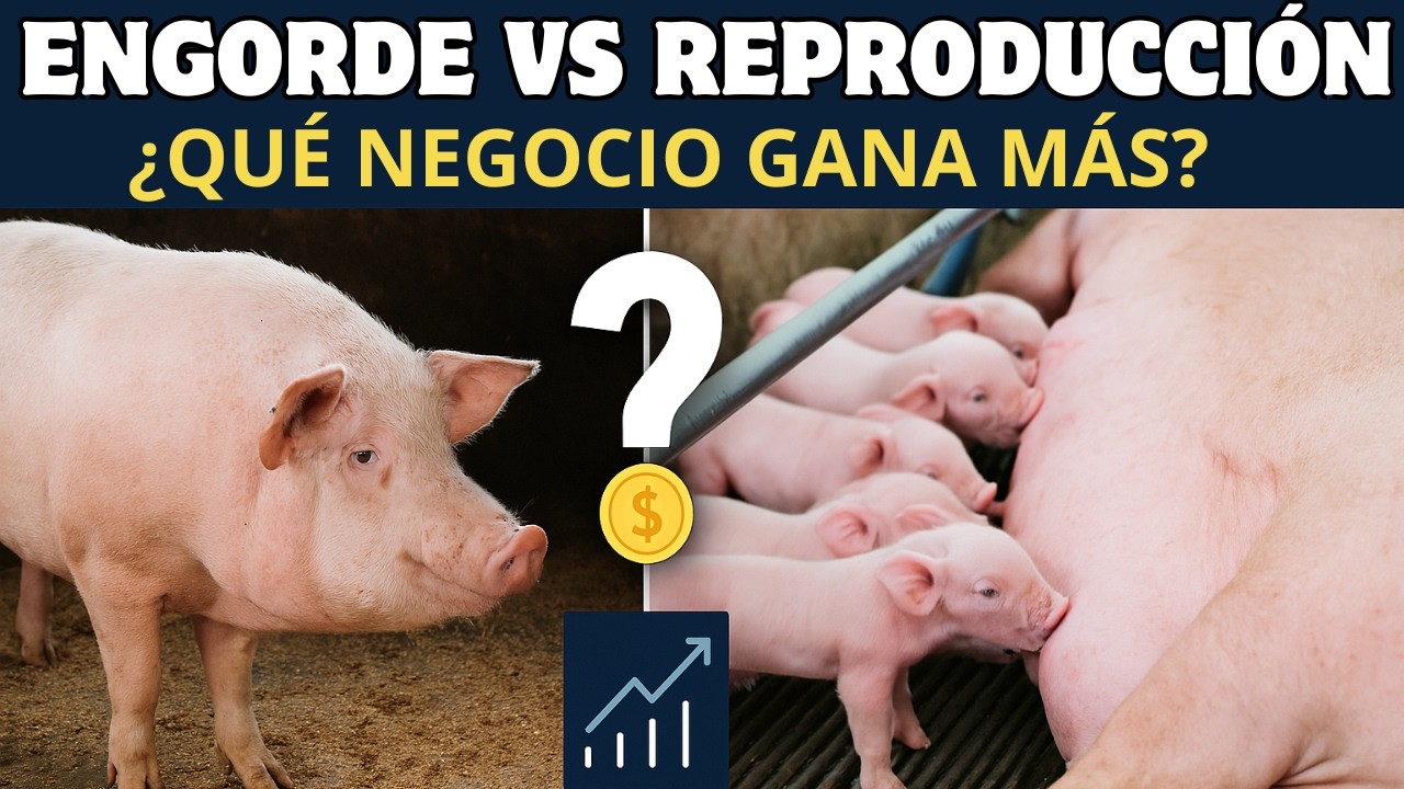 Engorde vs Reproducción: ¿Cuál negocio es más rentable en producción de cerdos? 🎯