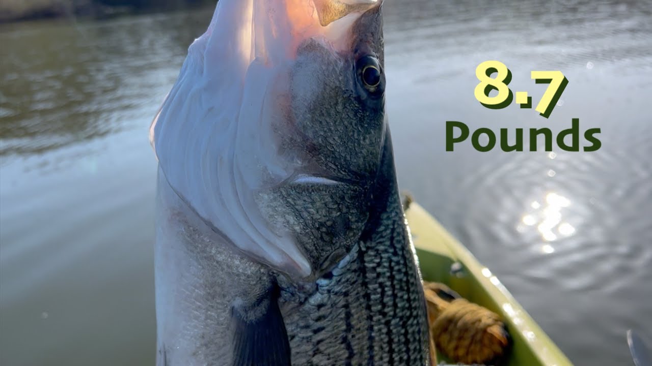 HUGE PB WIPER (Bait Ball Strategy, L. Arthur)