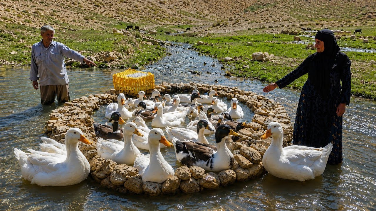 Ciężka praca i umiejętności przetrwania w życiu koczowniczym | Hodowla kaczek w g&oacute;rach Zagros 🏔️🦆🏞