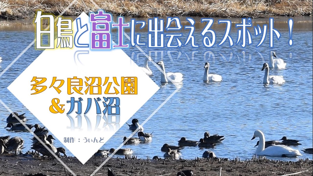 白鳥と富士に出逢えるスポット！多々良沼公園＆ガバ沼　♪プチナレーション入り