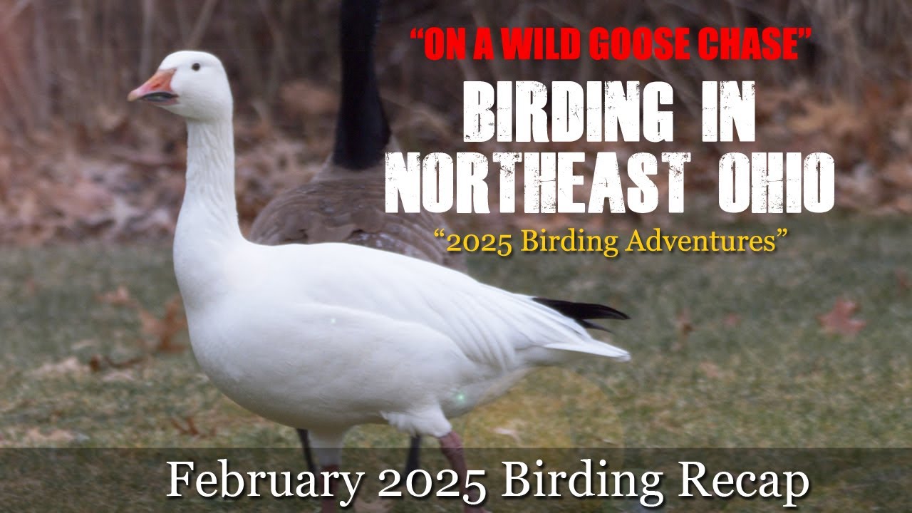 2025 Birding Adventures in Northeast Ohio - On A Wild Goose Chase - February Recap
